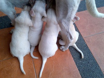 Cutey - Labrador Retriever Dog