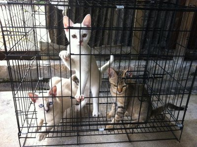 Comot Dan Cici - Domestic Short Hair Cat