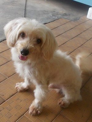 Benjie - Fox Terrier Mix Dog