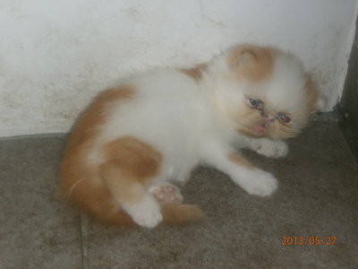 Nonameyet - Persian Cat