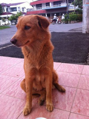 Happy - Mixed Breed Dog