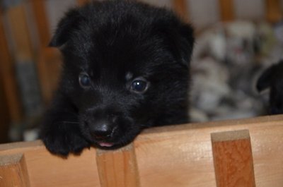 7 Gsd (5 Black, 2 Black/tan Puppies - German Shepherd Dog Dog