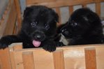 7 Gsd (5 Black, 2 Black/tan Puppies - German Shepherd Dog Dog