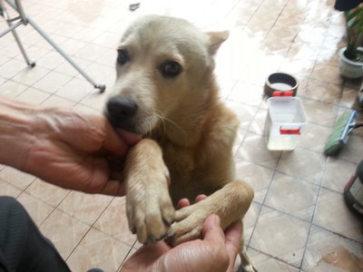 Sandy - Mixed Breed Dog