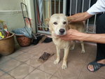 Sandy - Mixed Breed Dog