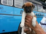 Bear Bear - Mixed Breed Dog