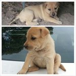 Carrie (Top) &amp; Goldie (Bottom) - Mixed Breed Dog