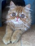 Persian + Exotic Long Hair - Persian Cat