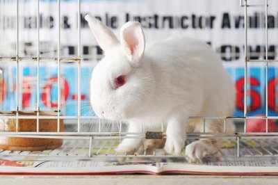 Billbunny - Dutch + Vienna White Rabbit