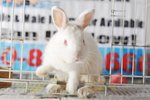 Billbunny - Dutch + Vienna White Rabbit