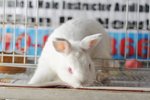 Billbunny - Dutch + Vienna White Rabbit