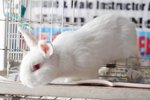 Billbunny - Dutch + Vienna White Rabbit
