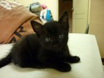 Black Orphan Kittens. - Domestic Medium Hair Cat