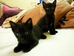 Black Orphan Kittens. - Domestic Medium Hair Cat