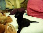 Black Orphan Kittens. - Domestic Medium Hair Cat