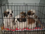 Pet Shih Tzu - Shih Tzu Dog