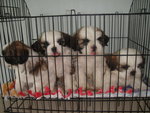 Pet Shih Tzu - Shih Tzu Dog