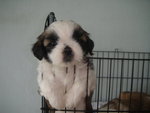 Pet Shih Tzu - Shih Tzu Dog