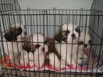 Pet Shih Tzu - Shih Tzu Dog