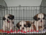 Pet Shih Tzu - Shih Tzu Dog