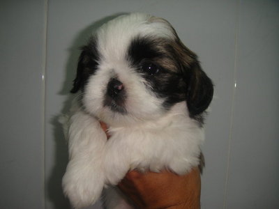 Pet Shih Tzu - Shih Tzu Dog