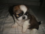 Pet Shih Tzu - Shih Tzu Dog