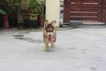 Siberian Husky Pupppies - Siberian Husky Dog