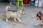 Siberian Husky Pupppies - Siberian Husky Dog