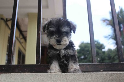 Tiny Schnauzer Puppy With Mka Cert - Schnauzer Dog