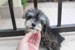 Tiny Schnauzer Puppy With Mka Cert - Schnauzer Dog