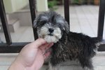 Tiny Schnauzer Puppy With Mka Cert - Schnauzer Dog