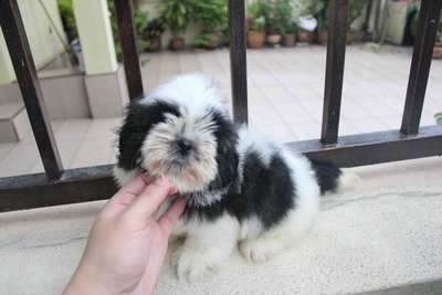 Black/white Shih Tzu Puppy@rm499 On - Shih Tzu Dog