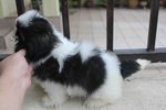 Black/white Shih Tzu Puppy@rm499 On - Shih Tzu Dog