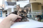 Super Quality T-cup Yorkshire Terri - Yorkshire Terrier Yorkie Dog