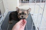 Super Quality T-cup Yorkshire Terri - Yorkshire Terrier Yorkie Dog