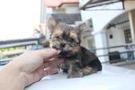 Super Quality T-cup Yorkshire Terri - Yorkshire Terrier Yorkie Dog