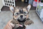 Super Quality T-cup Yorkshire Terri - Yorkshire Terrier Yorkie Dog