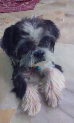 Lucky - Shih Tzu Dog