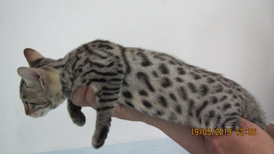 Bengal With Certificate - Male - Bengal Cat