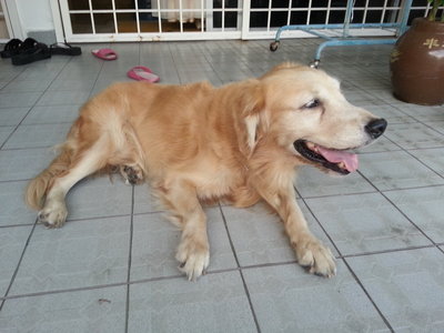 Butter - Golden Retriever Dog