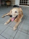 Butter - Golden Retriever Dog