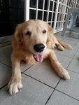 Butter - Golden Retriever Dog