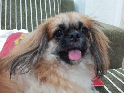 Lily - Pekingese Mix Dog