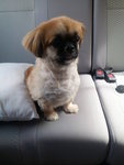 Lily - Pekingese Mix Dog