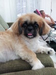 Lily - Pekingese Mix Dog