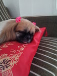 Lily - Pekingese Mix Dog