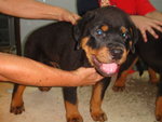  Rottweiler Top Grade - Rottweiler Dog