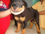  Rottweiler Top Grade - Rottweiler Dog