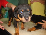  Rottweiler Top Grade - Rottweiler Dog