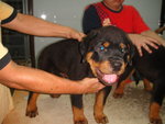  Rottweiler Top Grade - Rottweiler Dog